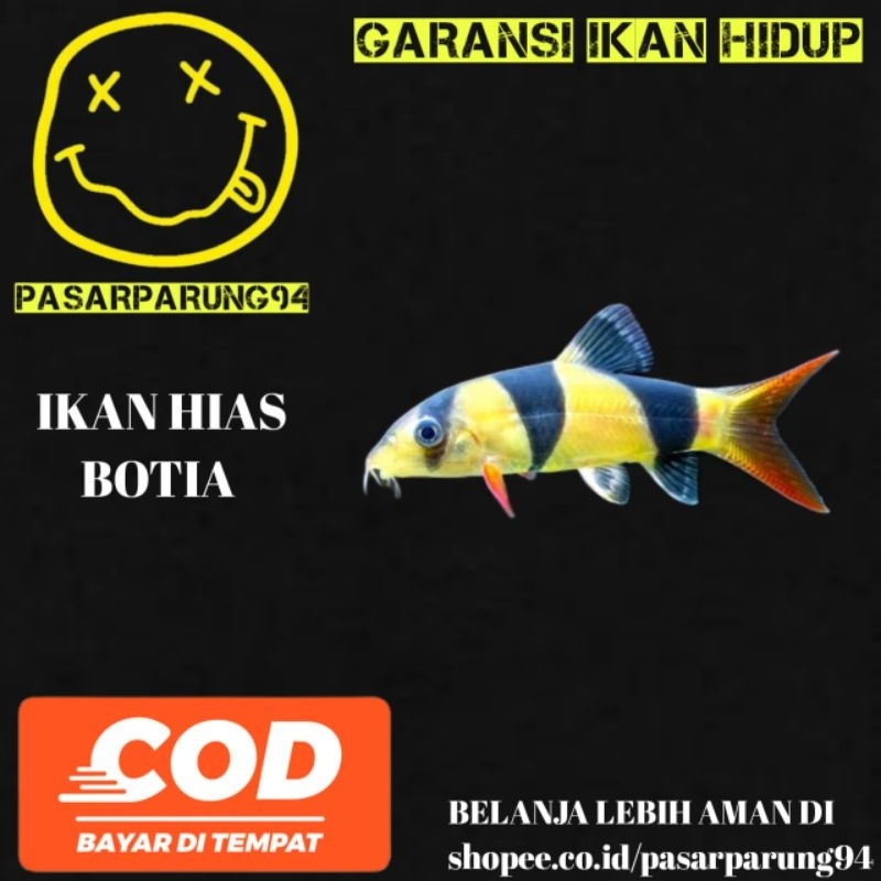 kebutuhan aquarium botia 7-8cm