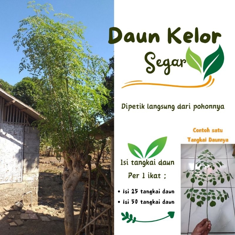 

DAUN KELOR SEGAR (PETIK LANGSUNG DARI POHON)