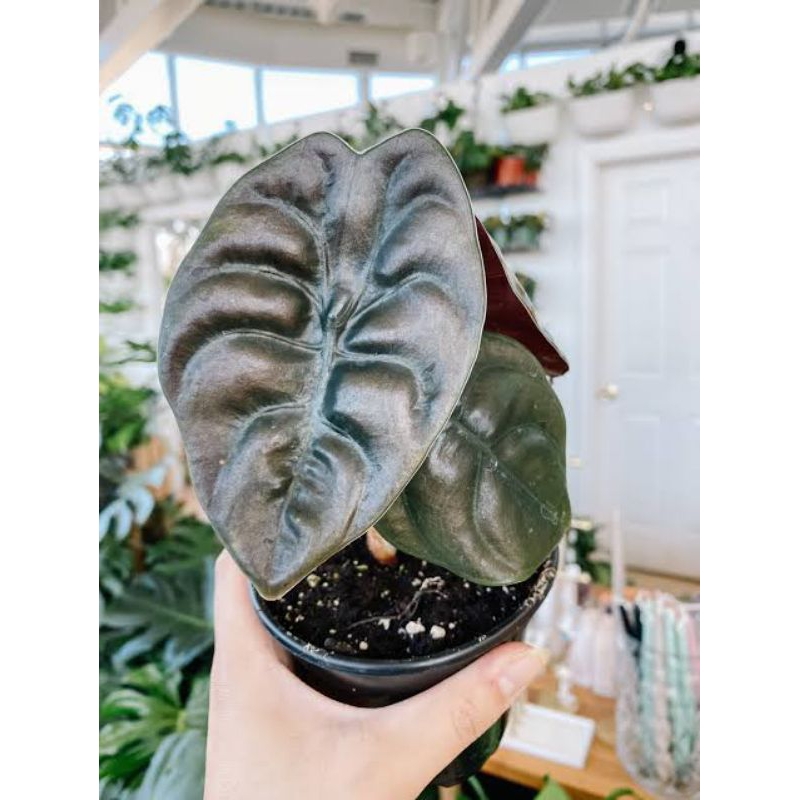 alocasia cuprea