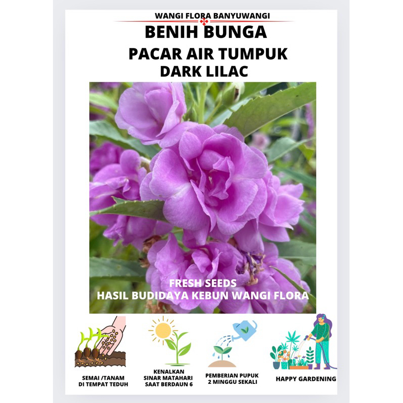 30 Benih bunga pacar air tumpuk dark lilac