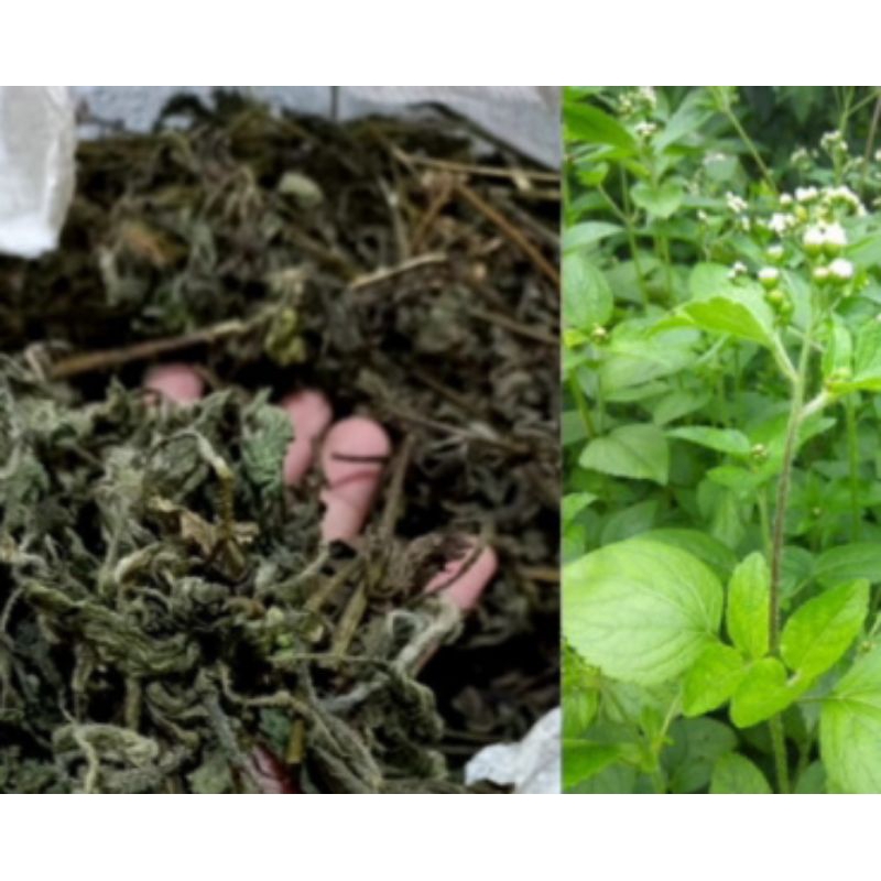 

Daun bandotan kering natural organik 1kg