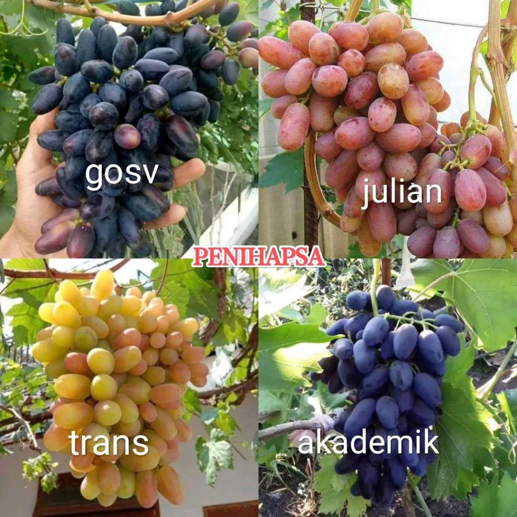 Bibit Anggur Import Kondisi  Batang Besar