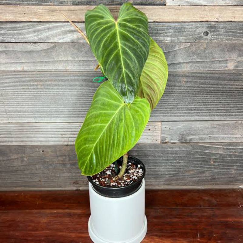 philodendron splendid