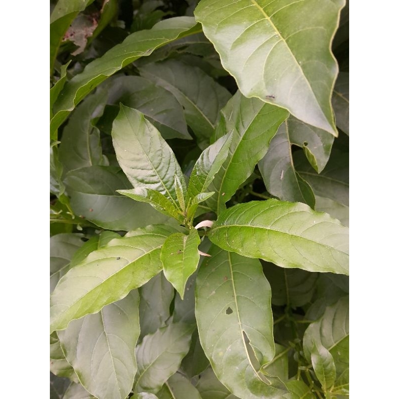 

DAUN PAIT PAGER 200 gram