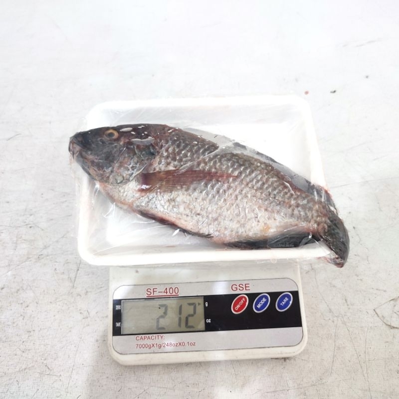 

Ikan mujair mujaer frozen beku utuh fresh