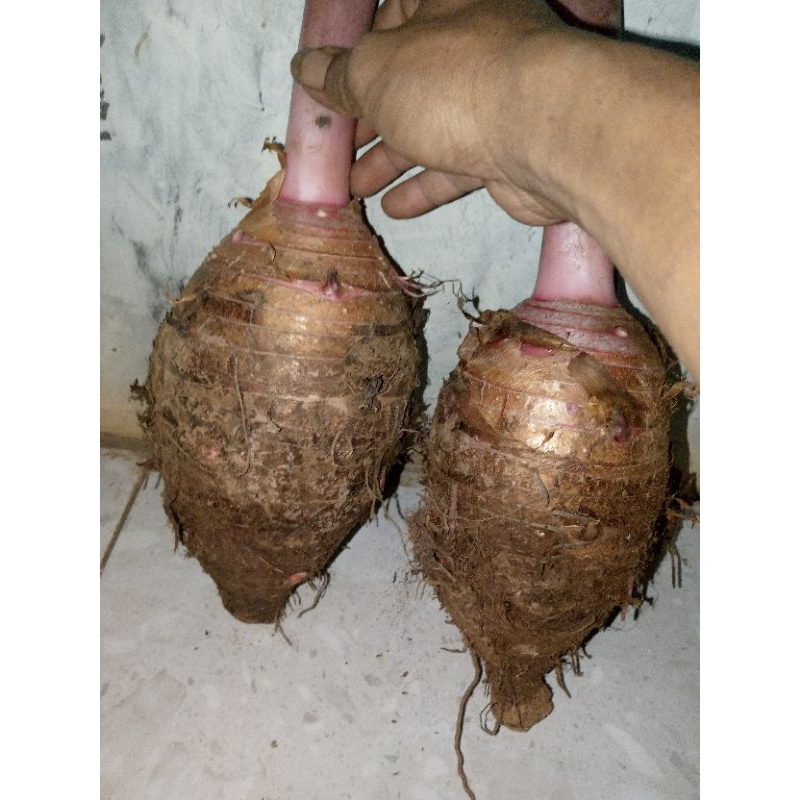 Umbi talas bentul/ungu/pratama 3,pilihan 1kg