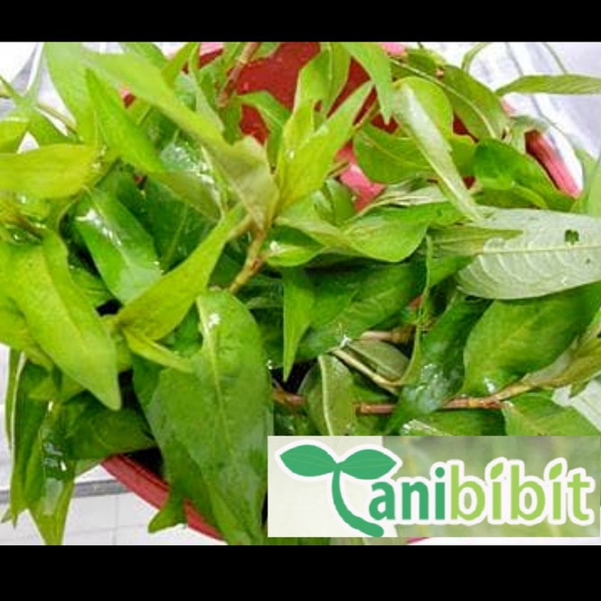 

Diskon sekarang Daun Kesum Segar 1gram Daun Kari Segar