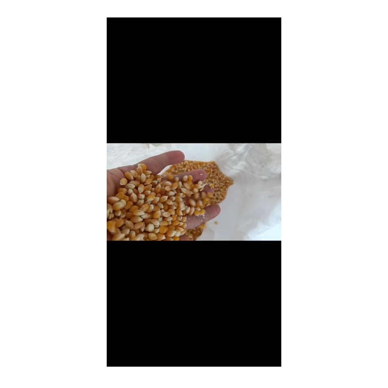 

jagung popcorn curah/ecer 250gr