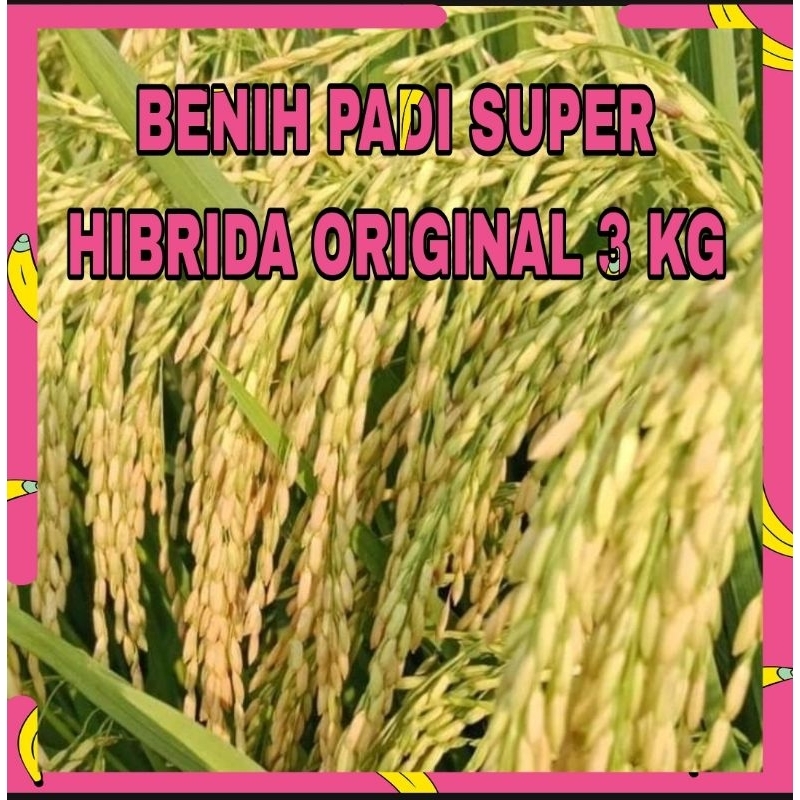 BENIH PADI SUPER UNGGUL HIBRIDA ORIGINAL 3KG