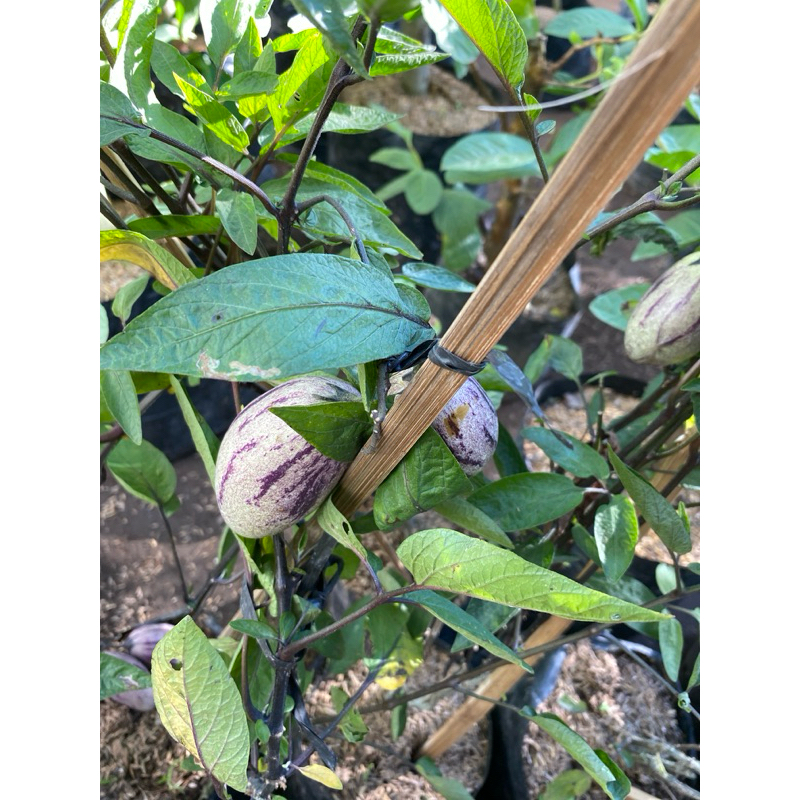 Bibit Terong Belanda/Pepino