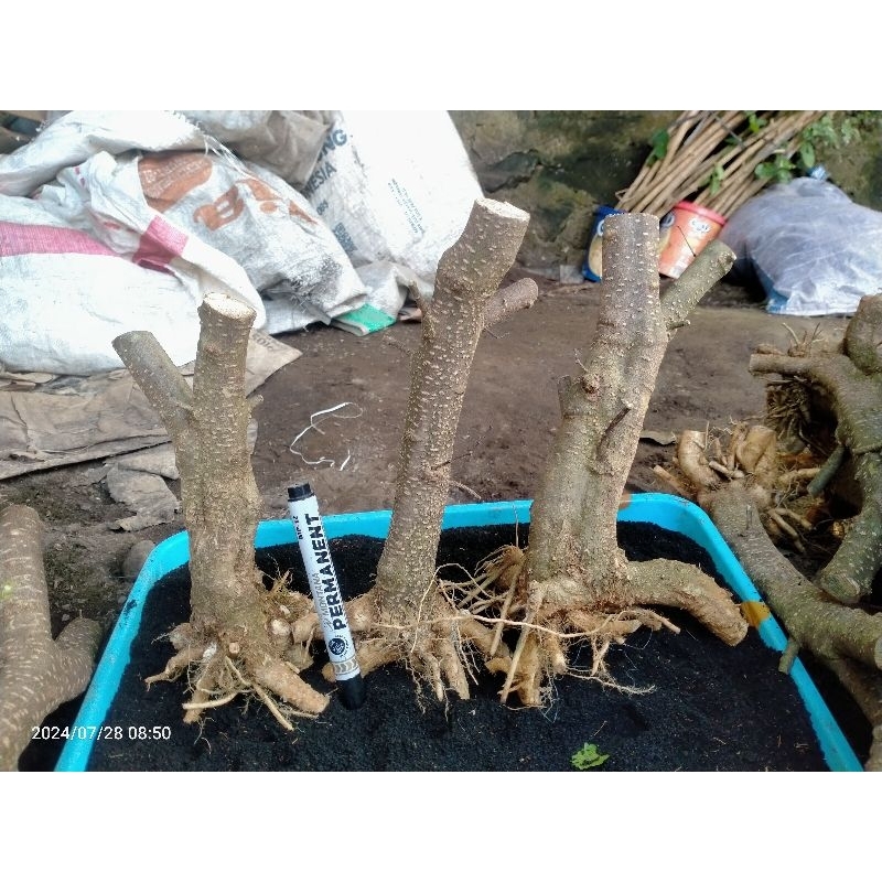 Anting putri prokar  prospek