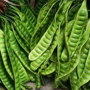 

PROMO PETE MUDA BAGI YANG TIDAK SUKA PETAI TUA SORTIR CAMPUR.