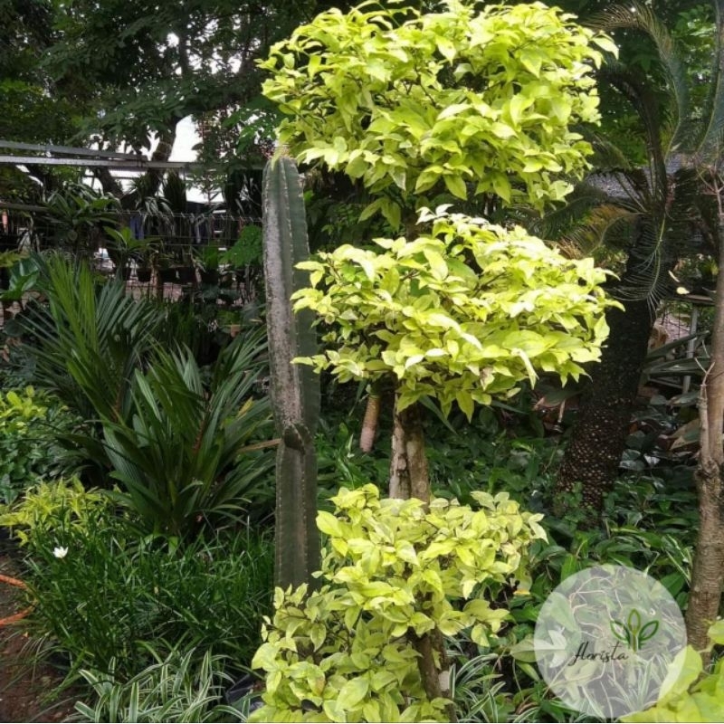 Tanaman Hias anting putri 1 meter - pohon anting putri/bonsai anting putri