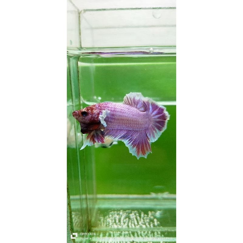 ikan cupang Dumbo ear