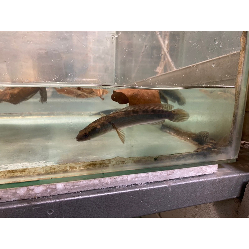 Hiasan Aquarium Chana Ys / Yellow Sentarum 15cm