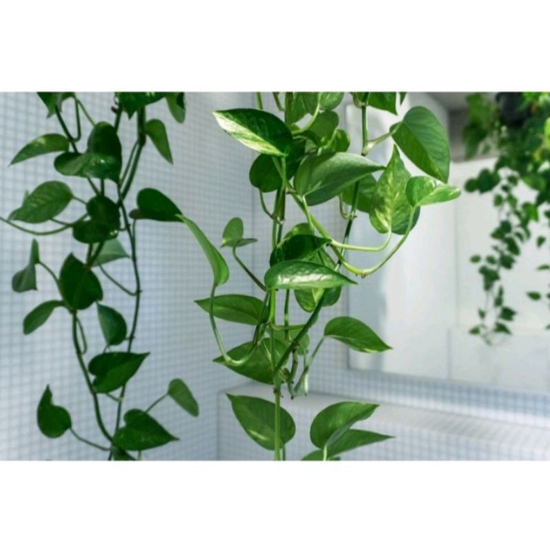 Tanaman Hias Sirih Gading Aquarium Panjang / aquascep / pagar halaman