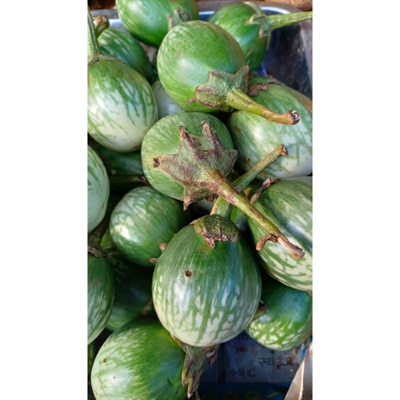 

Terong Lalap 1/2 Kg
