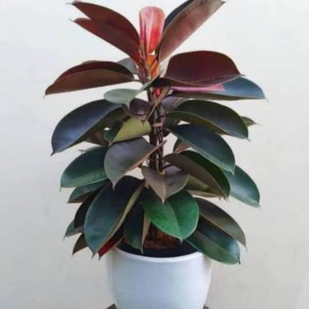 Tanaman Hias Pohon Rubber Plant Karet Kebo Ficus Elastica