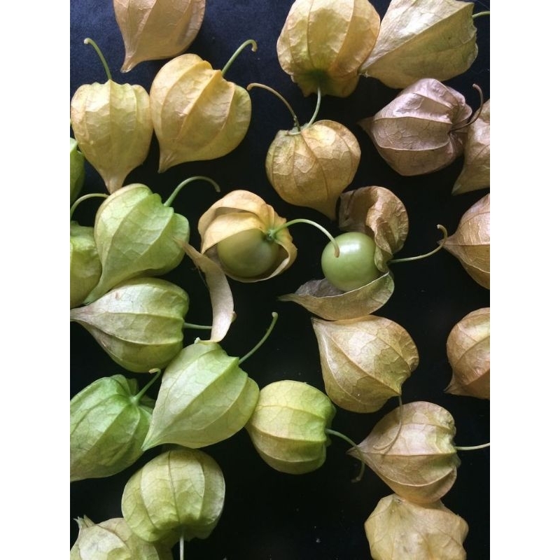 

ciplukan/physalis angulate