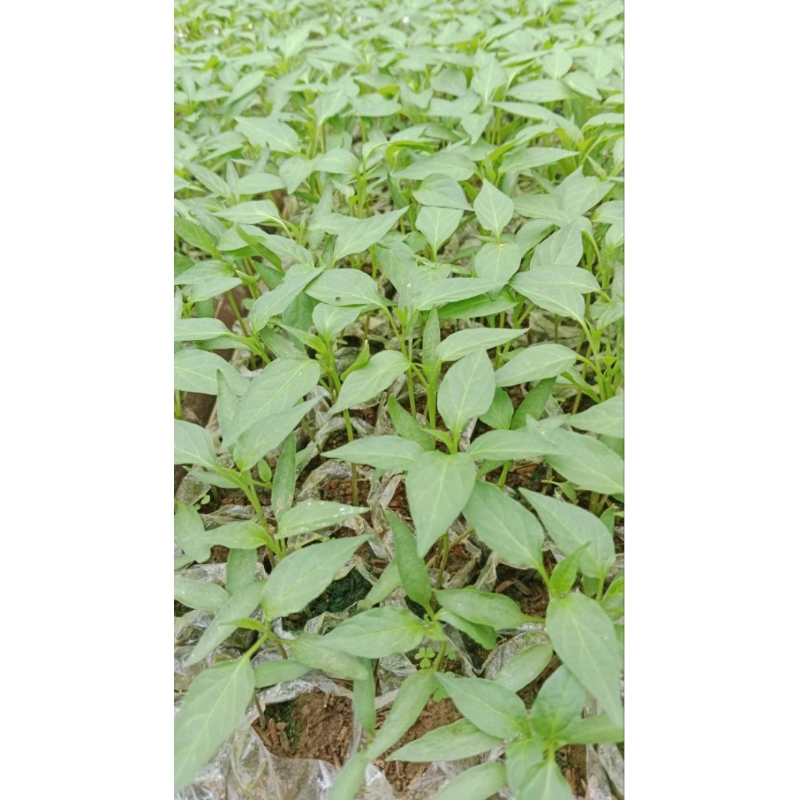 

cabai tampar atau keriting