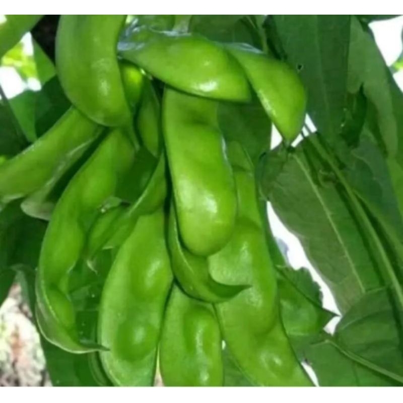 benih sayur biji unggul kacang koro krupuk(5seeds)