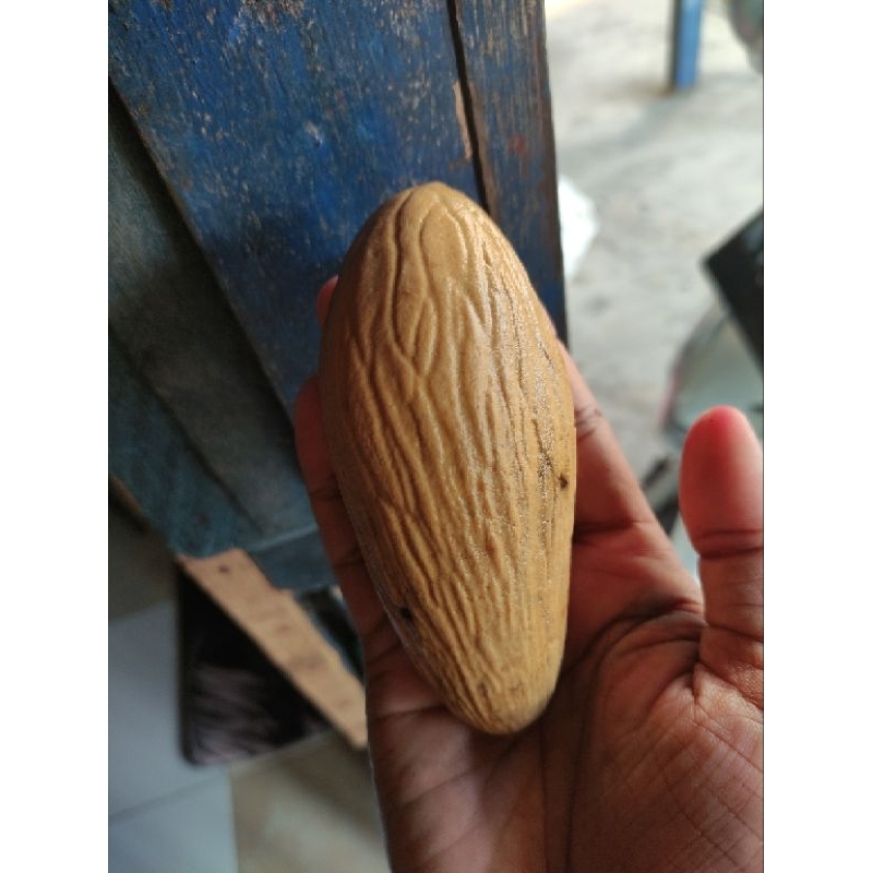 

Buah Ulin ( Biji Kayu Ulin/Kayu Besi Asli Kalimantan)