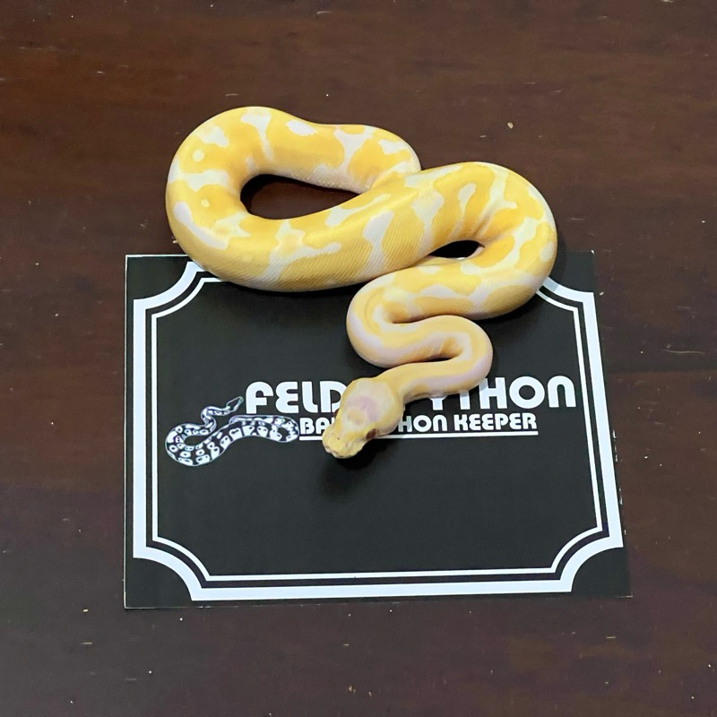 Pastel Lavender Ball Python [2023010101]