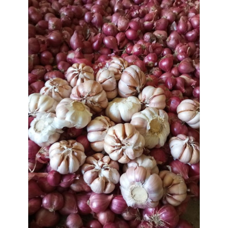 

Bawang Putih Sinco
