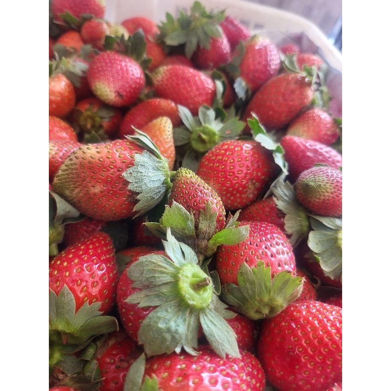 

buah strobery 250 gram