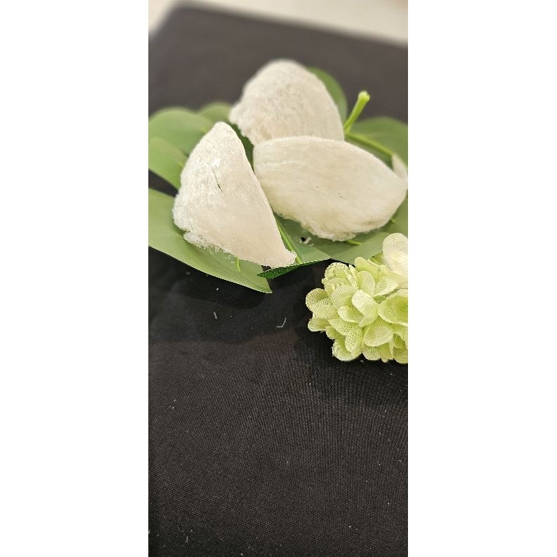 

sarang burung walet super vip