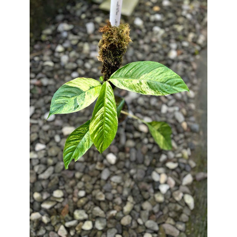 RAPHIDOPORA FORAMINIFERA VARIGATA TANAMAN ENDEMIK TANAMAN UNIK TANAMAN VARIGATA