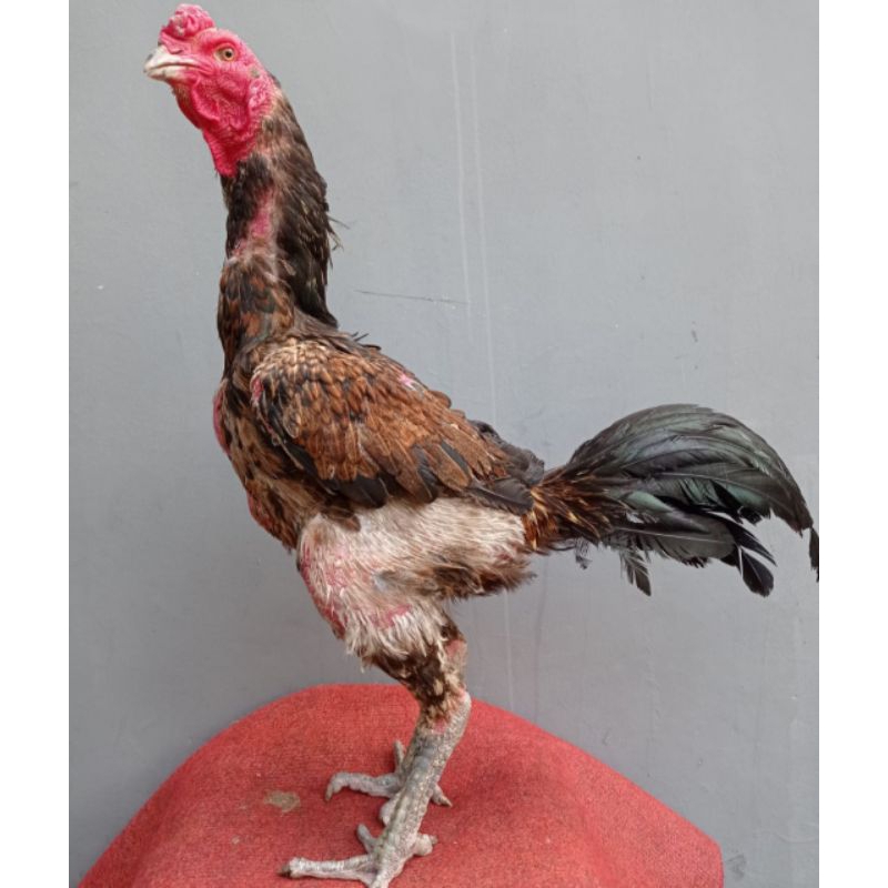

ready telur fertil dari indukan pejantan khoyngon bulbi x mangon di jamin fertil