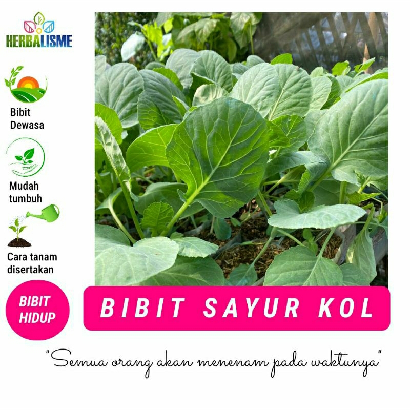 BIBIT KOL HIJAU