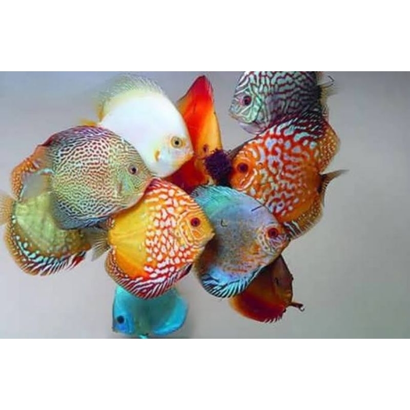 4 Inc Paketan Discus Aquarium Isi 10