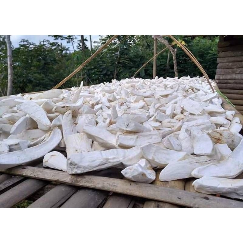 

Singkong Kering Perkilo | Singkong Gaplek | Gaplek Singkong | Tepung Gaplek