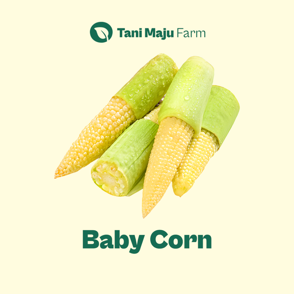 

TANI MAJU - Baby Corn Jagung Muda Kecil Putren Jagung Acar Fresh Organik (250 gram) - Sayuran