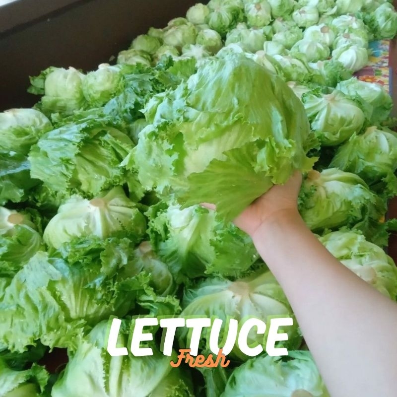 

Letus Lettuce Head Segar Per 1 Buah