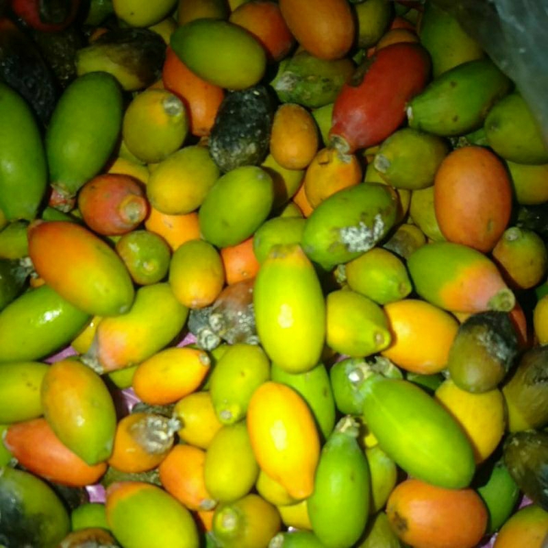 

SAYUR BIJI BLINJO / MELINJO BELINJO segar