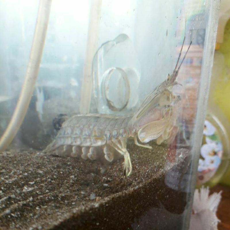 

Udang Mantis Air Laut