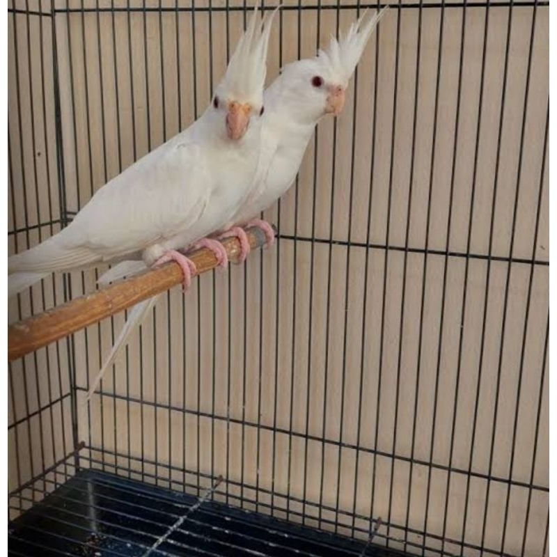 Burung falk albino mata merah sepasang