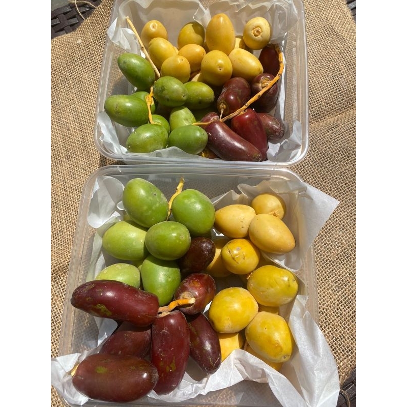 

LANGSUNG KIRIM! KURMA MUDA PELANGI FRESH NO FROZEN! PENGIRIMAN PULAU JAWA SAJA!