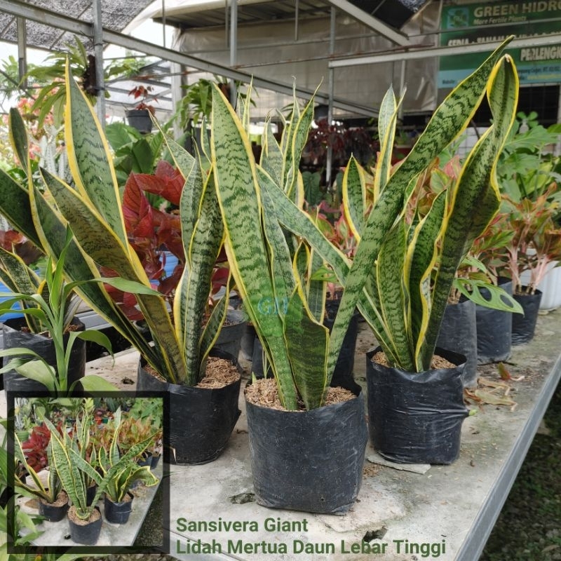 Tanaman Hias Lidah Mertua Sansevieria Tinggi Sansivera Pedang Pedangan Giant