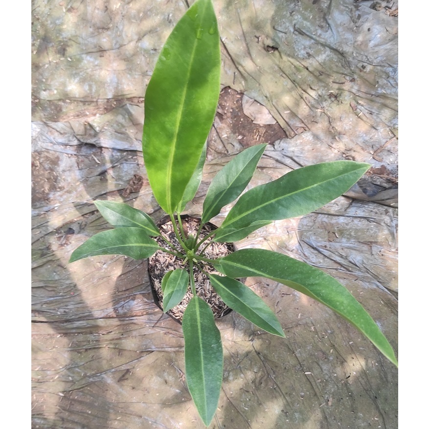 Tanaman Hias Anthurium Golok M / Anthurium Coriaceum - Antorium Gholok