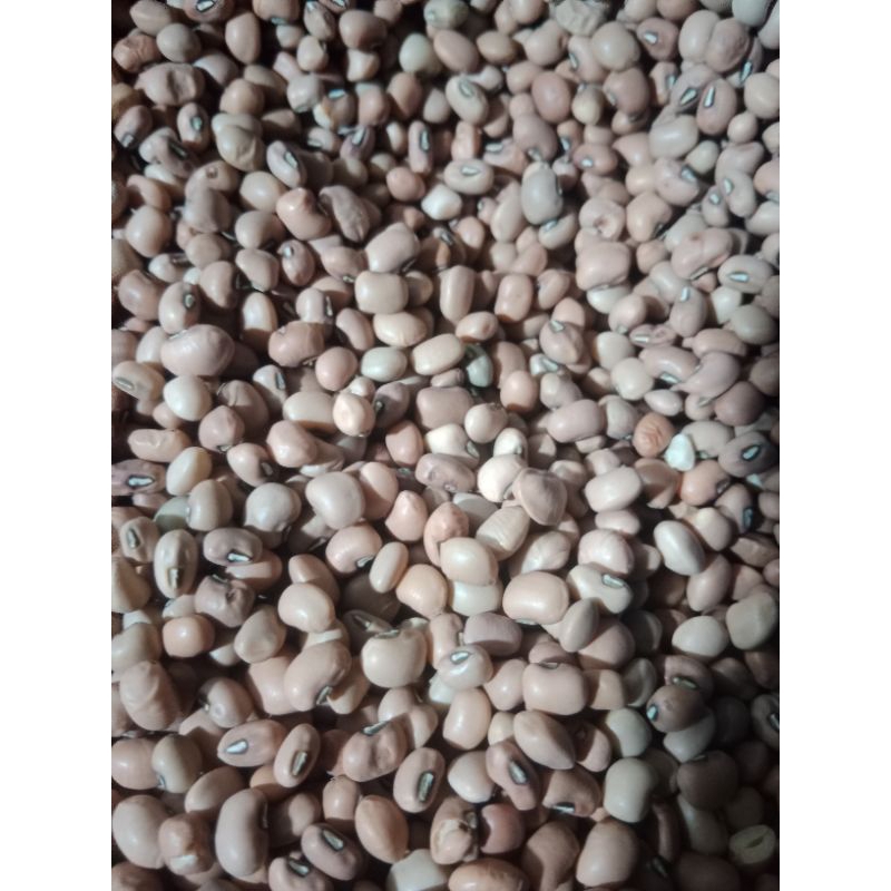 

Kacang Tolo 250 gram