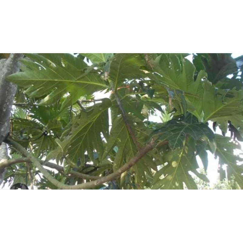 

Daun Klewih Segar 1 Kg Obat Herbal Tradisional Murab Fresh