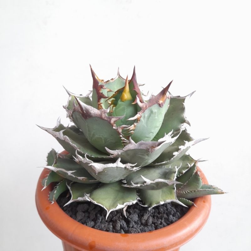 Agave titanota FO 76 (anakan)