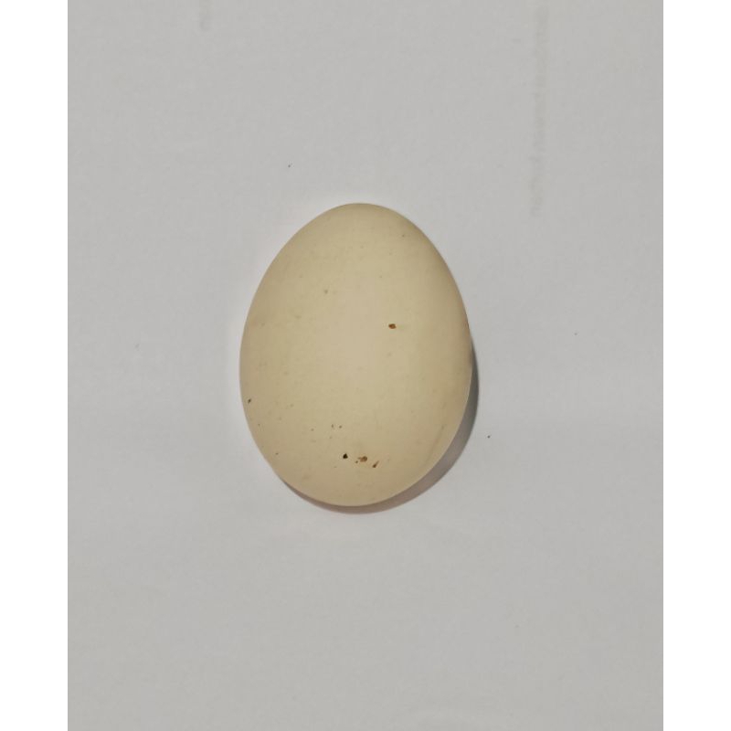 

Telur ayam kampung