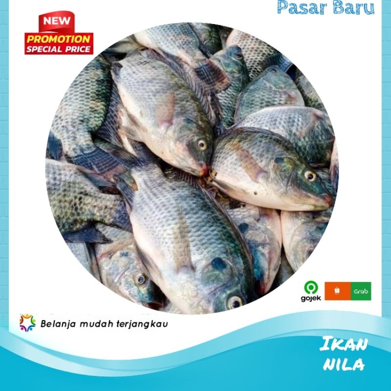 

Ikan Nila • Per Kilo ✓ Murah | Pasar Mandonga Kendari