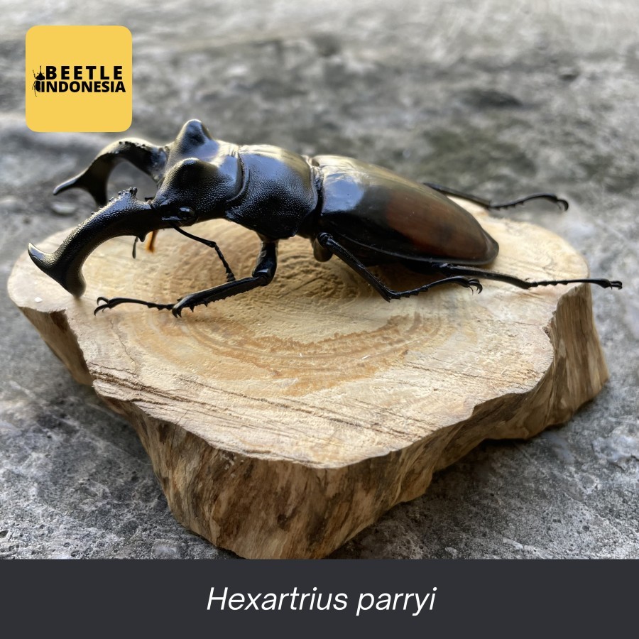 Awetan Kumbang Capit Hexarthrius Parryi