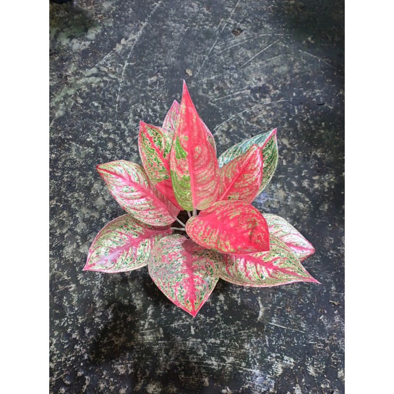 RED LEGACY/AGLONEMA RED LEGACY/AGLONEMA SUPER RED LEGACY
